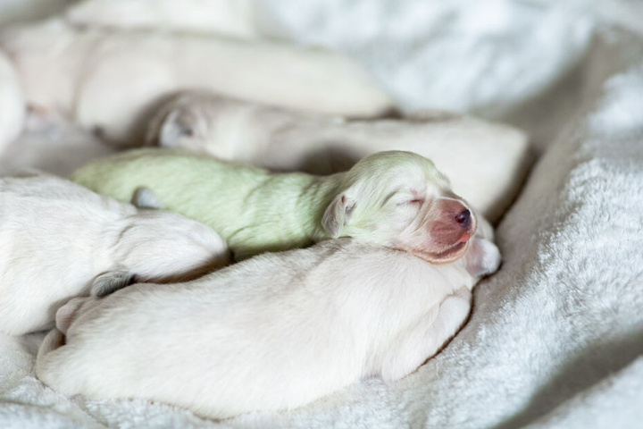 Der mintgrüne Golden-Retriever-Welpe "Mojito" schläft zwischen anderen Welpen.