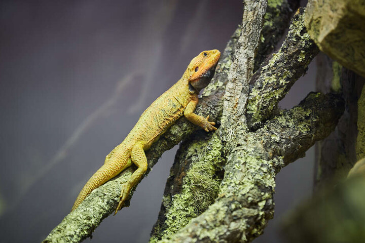 Die exotischen Echsen leben jetzt in einem Terrarium im Foyer des Georg-Arnhold-Bades.