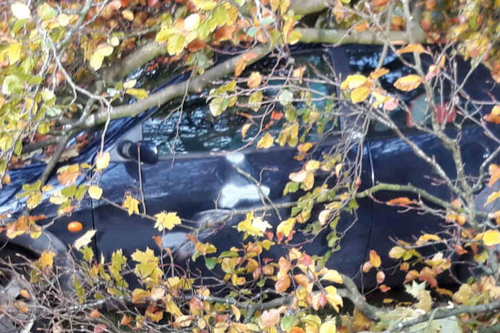Der geparkte Ford Ka ist von dem Baum begraben worden.