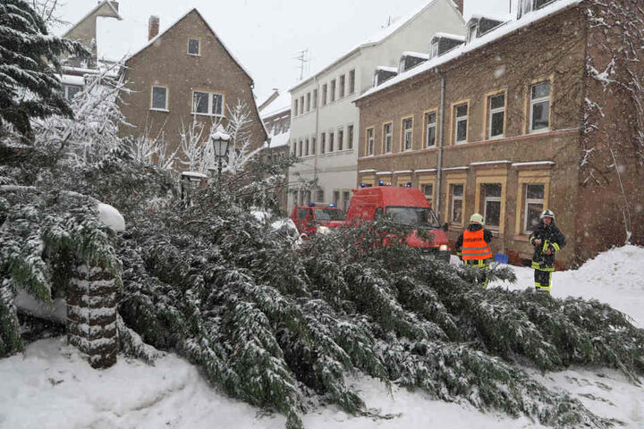 In Hohenstein-Ernstthal ist ein etwa zehn Meter hoher Baum abgebrochen.