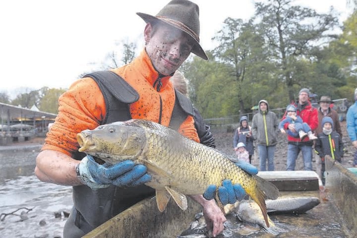 Abfischen ist harte körperliche Arbeit. Helfer Tim Siermann (26) hält einen
der größeren Karpfen in den Händen.