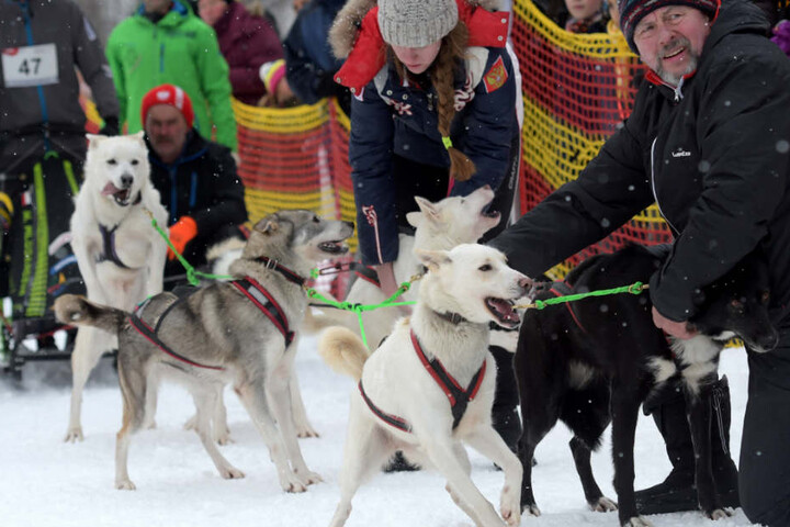Kurz vor dem Start waren diese Hunde kaum mehr im Zaum zu halten.