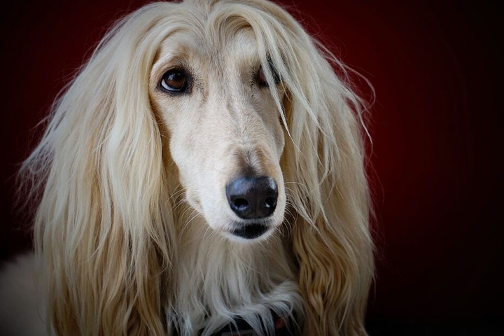 Na, wer ist denn diese süße Blondine? Afghanische Windhunde gelten als extrem eigenwillig.