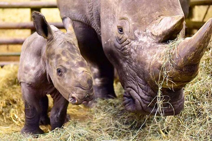 Das Nashorn-Baby soll sehr neugierig sein.