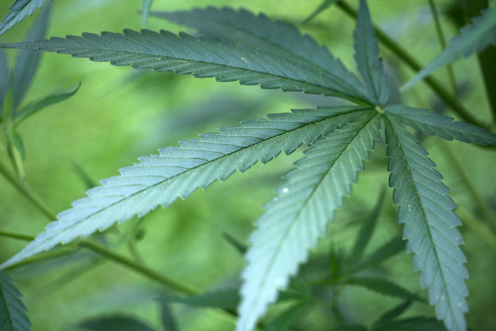 In Kalifornien wurde für die Legalisierung von Marihuana gestimmt.