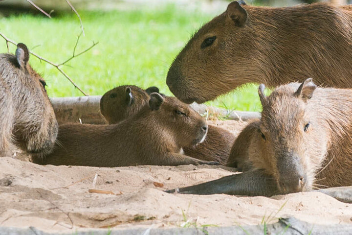 Einer fehlt irgendwie immer... Zwei der drei Wasserschweinbabys in der Mitte ihrer Gruppe.