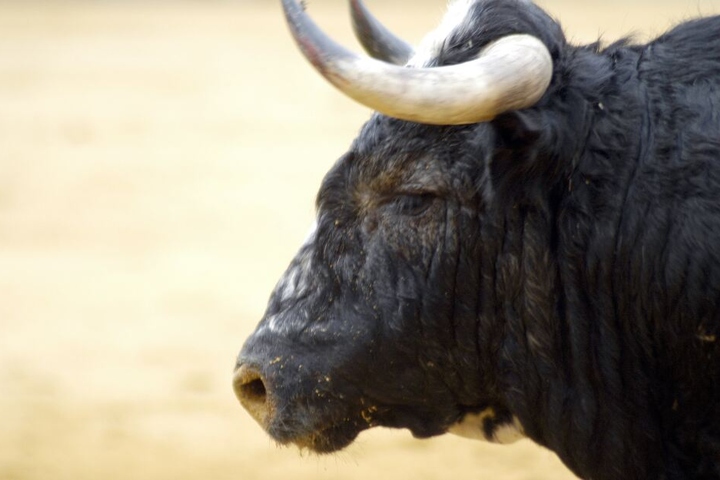 Der Stier rannte immer wieder auf die Straße. (Symbolbild)