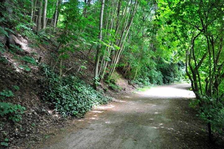 Auf diesem Weg im Stadtpark wurde die Joggerin Mitte Juli überfallen.