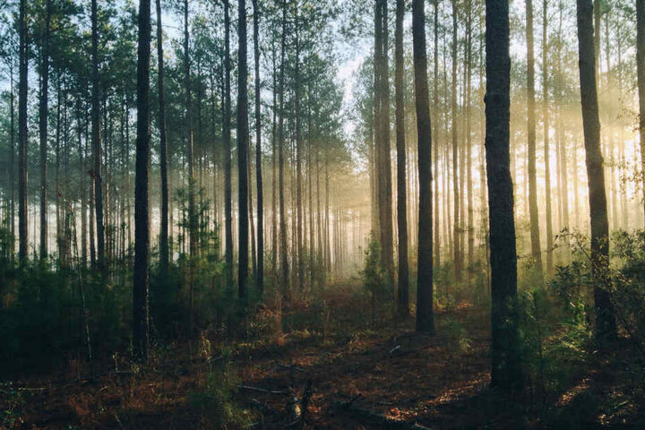 Der Mann flüchtete barfuß in den Wald. (Symbolbild)