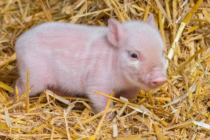 Die Schweinchen sind aktuell 20 Zentimeter lang.