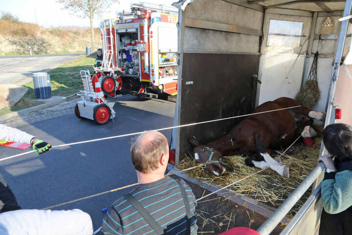 Das Pferd war im Hänger gestürzt und schaffte nicht wieder auf die Beine.