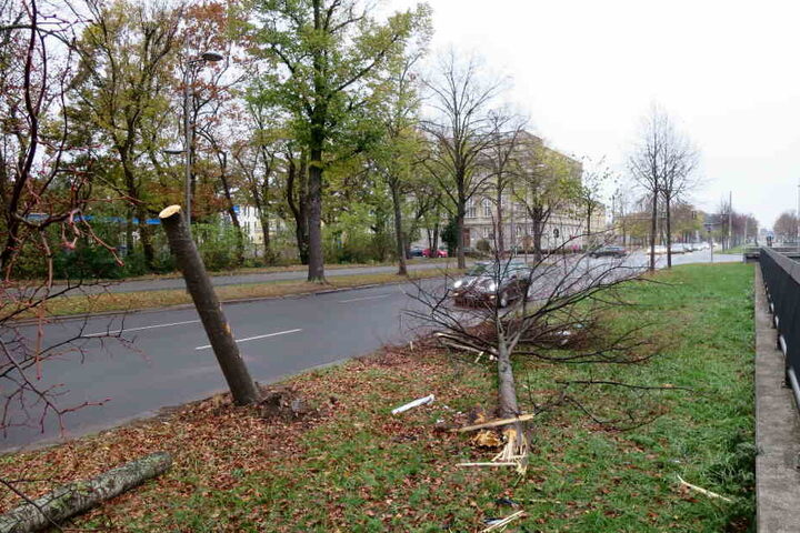 Diese zwei Straßenbäume fuhr der VW Touareg um, bevor sein Fahrer stiften ging und den demolierten Wagen am Unfallort zurückließ.