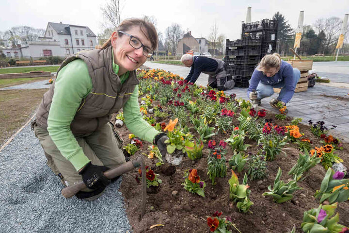 Steffi Georgie (44, v.), Beata Tasarz (48) und Bernd Horn von der Gärtnerei Horn pflanzen die letzten Frühjahrsblüher.