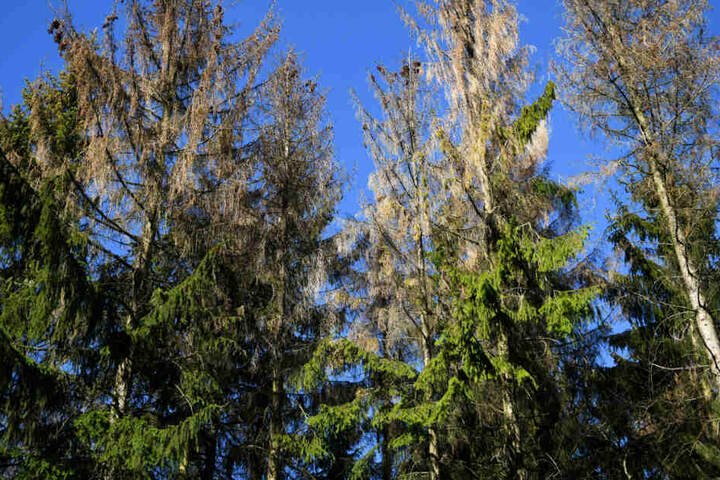 Drei größtenteils vom Borkenkäfer geschädigte Fichten stehen im Habichtswald bei Kassel.