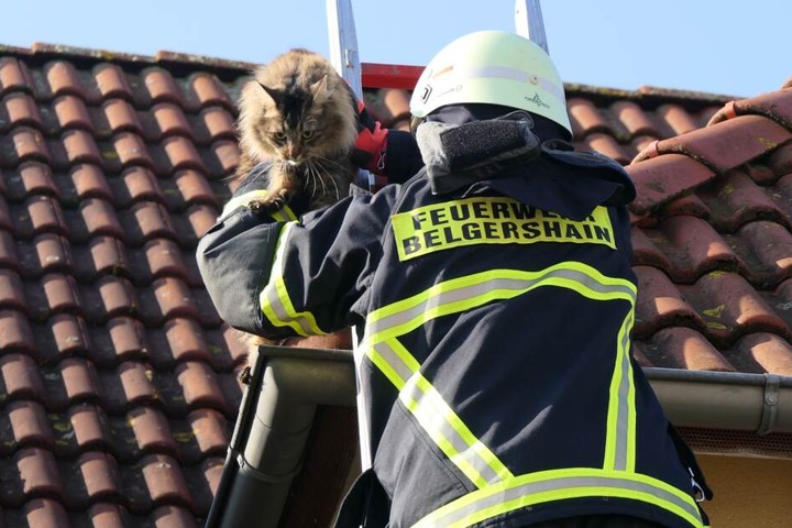 Unter Applaus wird "Kimi" vom Dach geborgen und seinen Besitzern übergeben.