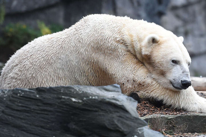 Er könnte demnächst wieder Papa werden: Eisbären-Männchen Wolodja.