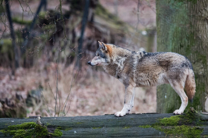 Nur 20 Kilometer vom Fundort des Tieres entfernt, wurde ein Wolf erst vor wenigen Tagen gefilmt (Symbolfoto).