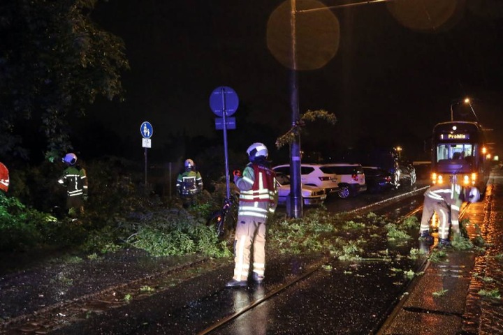 Vollsperrung auf der Warthauer Straße! Hier drohte ein morscher Baum, in die Oberleitung der Straßenbahn zu kippen.