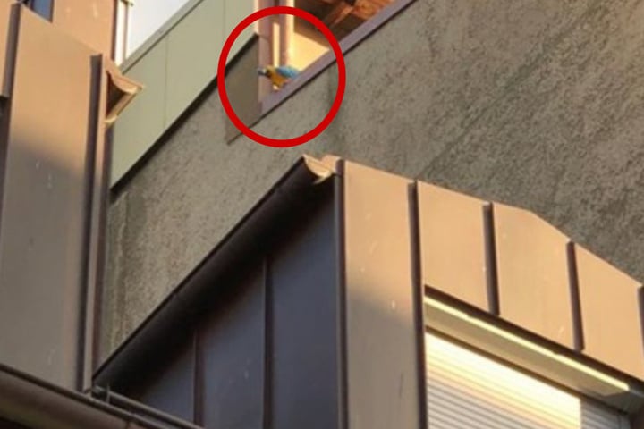 Der blaue-gelbe Ara hatte es sich auf dem Dach des Hauses bequem gemacht und blieb dort sitzen.