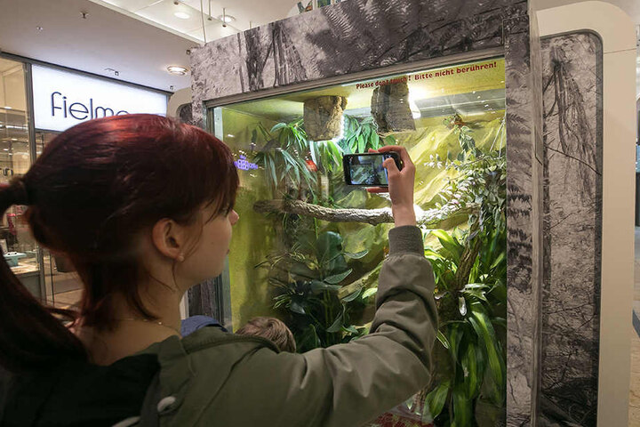 Die Ausstellung sorgt für Aufsehen. Diese Besucherin fotografiert ein Chamälion.
