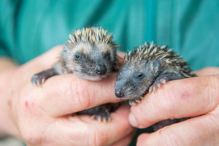 Kleine Igel müssen häufig aufgepäppelt werden, um den Winter zu überstehen.