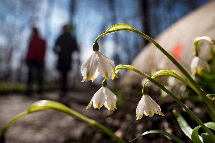 Wanderer kommen auch aus der Ferne, um die schönen Blumen zu bewundern.
