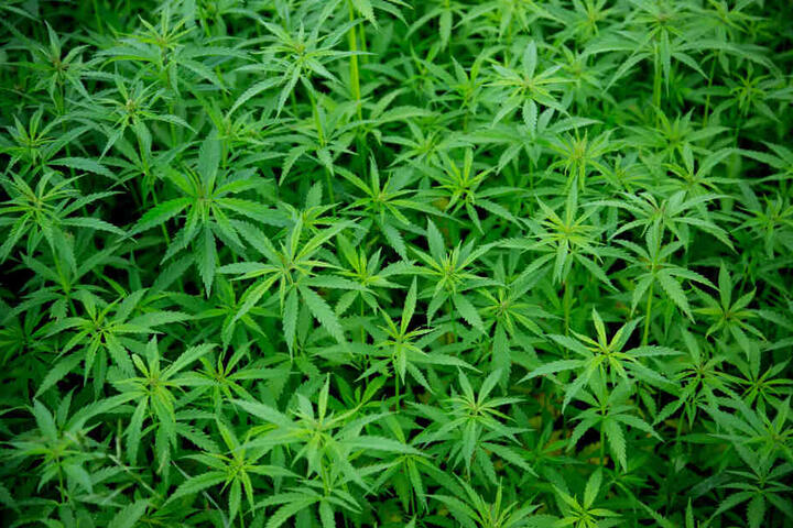 Antrag immer noch nicht eingereicht: Wann startet das Cannabis-Projekt in Berlin? (Symbolbild)