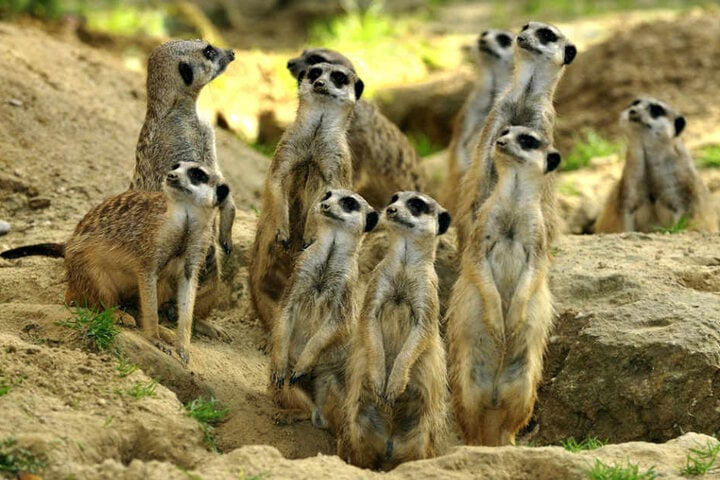 Erdmännchen im Kölner Zoo.