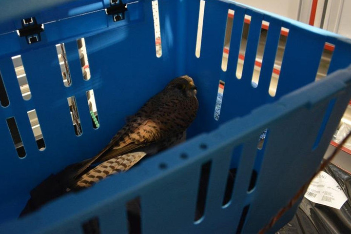 Am Ende kam der Vogel in einer Transportbox in die Vogelaufzuchtstation.