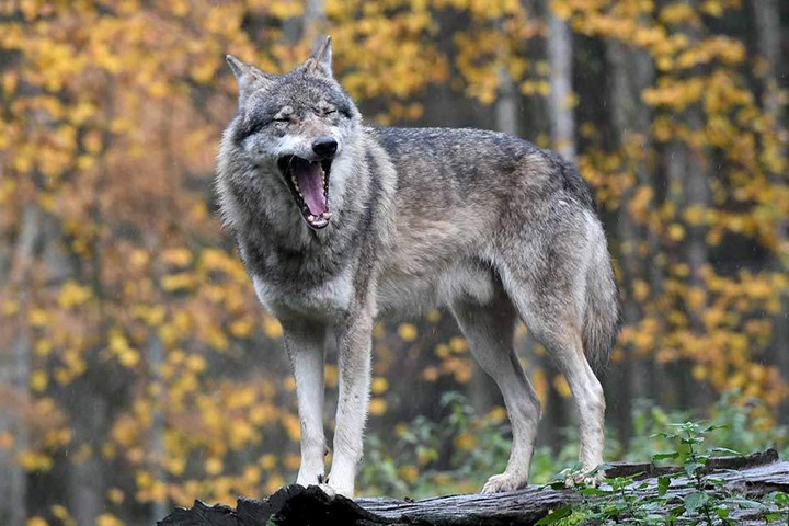 Es wird jetzt anhand von DNA-Spuren geprüft, ob der Biss tatsächlich von einem Wolf stammt.