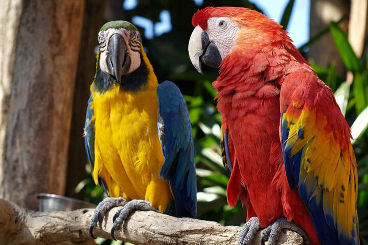 In der Vogelausstellung können Besucher nicht nur Papageien, sondern auch europäische und andere exotische Vögel bewundern.