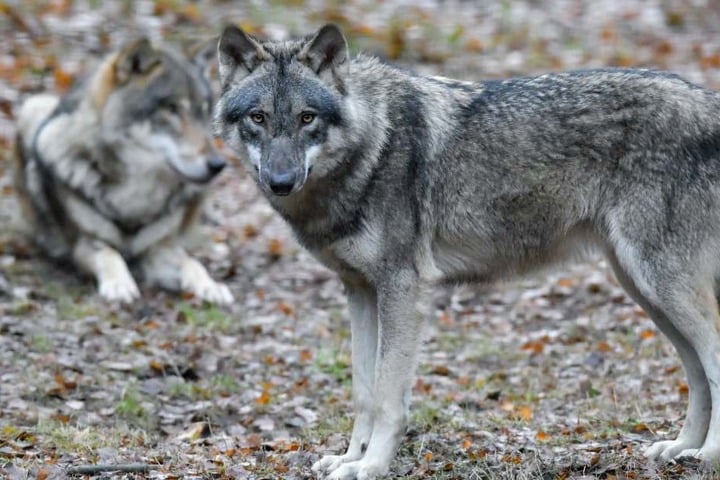 Die Grünen wollen keine wolfsfreie Zonen. (Symbolbild)