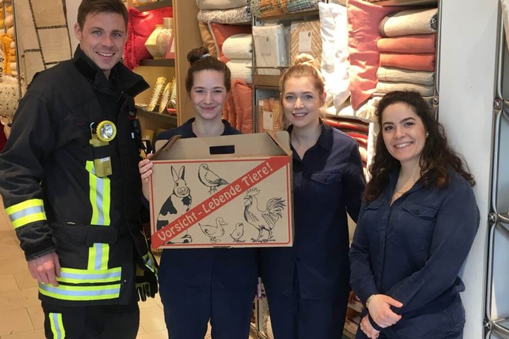 Behutsam wurde jedes Entenküken von den Kräften in eine spezielle Tieraufbewahrungsbox gesetzt.
