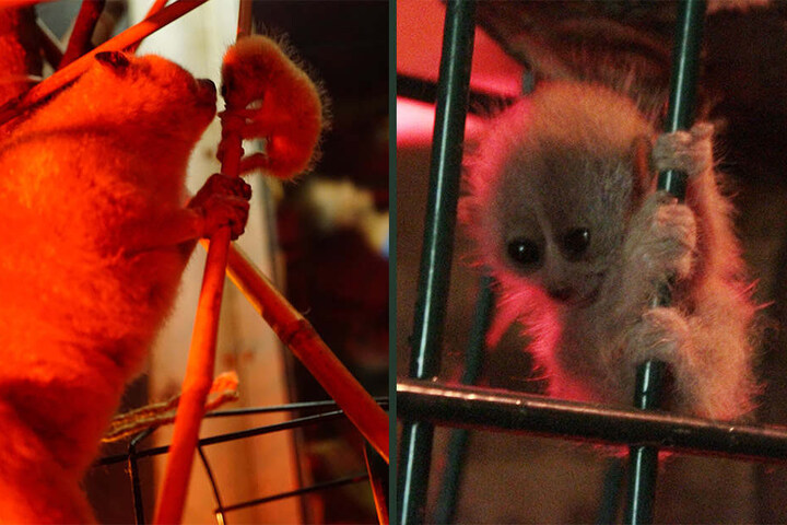 Der kleine Zwergplumplori ist schon ganz aufgeweckt und zeigt sich aufmerksamen Beobachtern im "Gondwanaland"