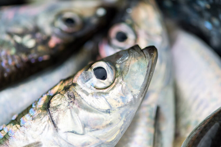 Der Fisch war ohne Kühlung von Belgien nach Deutschland transportiert worden (Symbolbild).