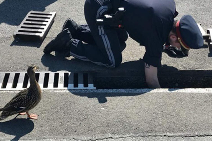 Die Enten-Mama beobachtet einen Polizisten, der ihre Küken aus einem Abflussrohr aus ihrer Notlage rettet.