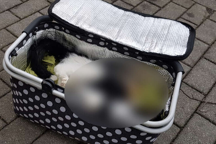 Wie die kleine Miez zu Tode gekommen ist, bleibt unbekannt.
