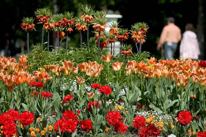 Das prächtige Blumenmeer in der Flora in Köln gab es auch wegen der kräftigen Sonne.