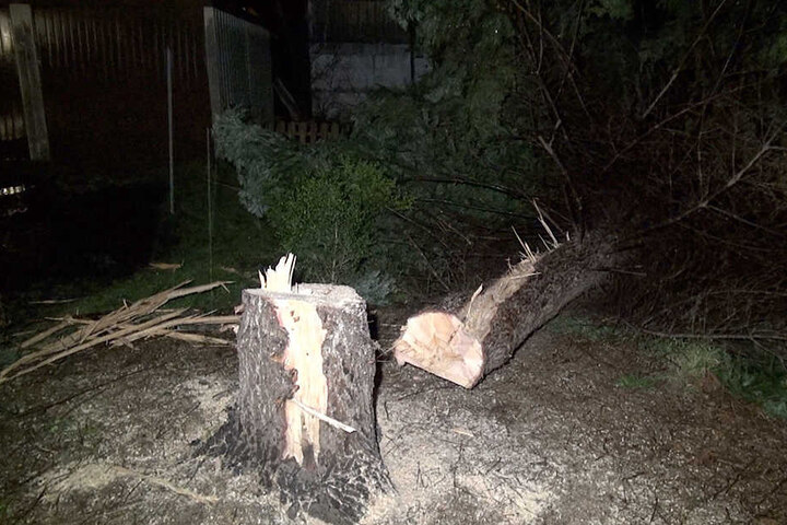 Dieser Baum wurde von einem Blitz getroffen und drohte, auf ein Haus zu fallen. Die Feuerwehr machte kurzen Prozess und fällte den Riesen.