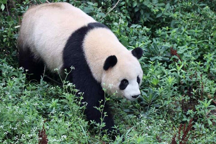 Mengmeng ist das Weibchen und soll die Berliner mit Pandababys glücklich machen.