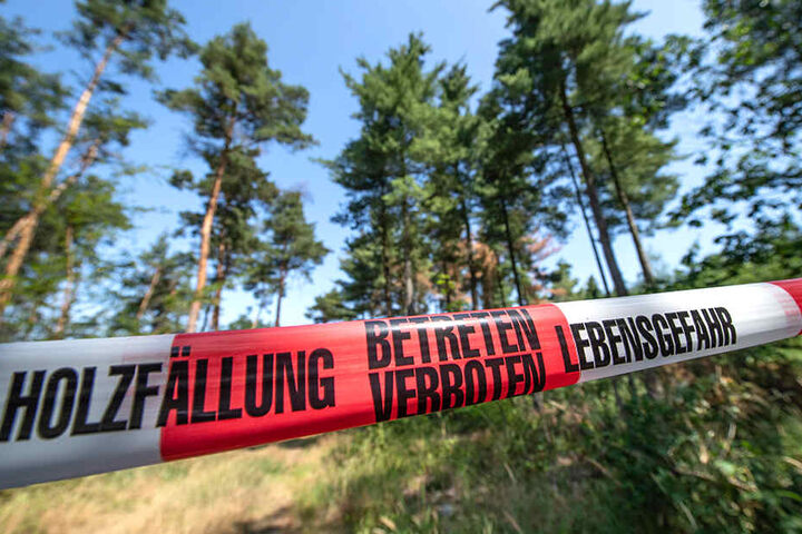 Eine Absperrung begrenzt ein Wald-Areal, in dem zahlreiche abgestorbene oder kranke Bäume gefällt werden müssen.