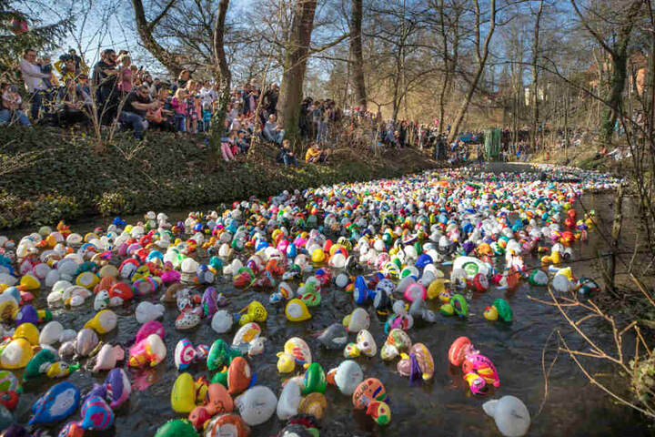Tausende Enten werden auch in diesem Jahr auf den Gera schwimmen.