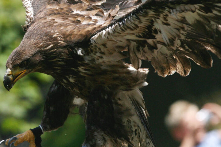 Abgerichtete Adler sollen Sprengsätze an Drohnen ergreifen. In Frankreich und den Niederlanden wird das bereits getestet. (Symbolbild)