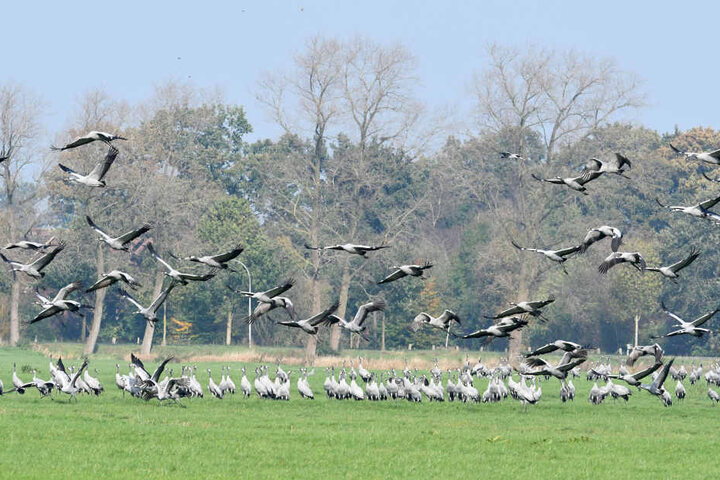 Sie sind erstaunliche Vögel und bekommen in Kelbra eine extra Wanderung gewidmet: die Kraniche.