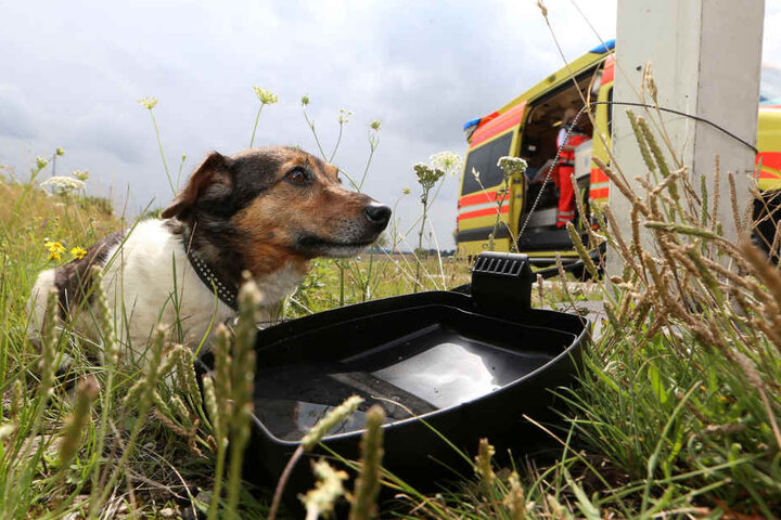 Ein Hund war sofort tot, ein andere wurde verletzt.