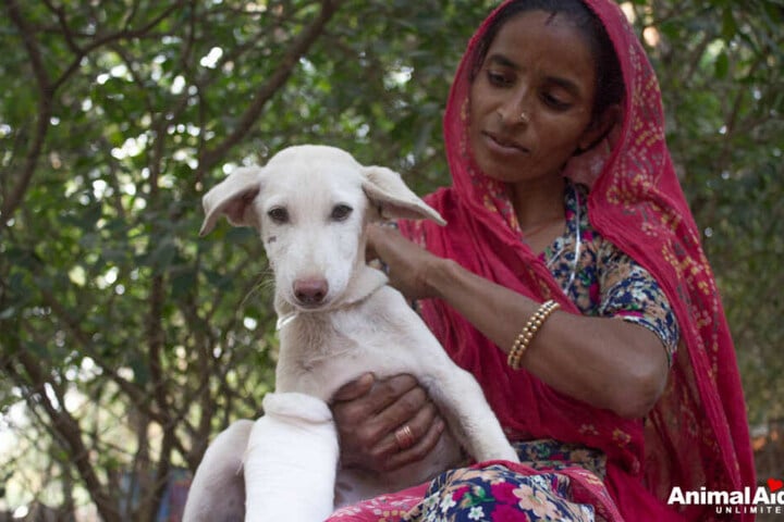Am Ende hatte es das Team von "Animal Aid Unlimited" wieder geschafft. Der kleine Hund war versorgt und in Sicherheit.