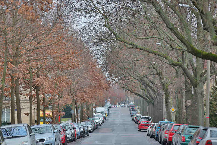 Die Bäume an der Reichenbachstraße erlauben keinen Einsatz von Streusalz.