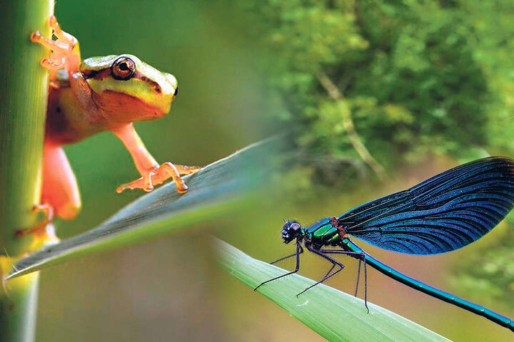 Guck-guck! Dieser Laubfrosch schaut nach
dem Rechten. Herrlich zu sehen in dieser
Pose: die Haftscheiben an seinen Fingern.
Die sind einzigartig unter den Amphibien. Re.: Gefährdete Schönheit: Prächtig schimmert
diese männliche Blauflügel-Prachtlibelle.