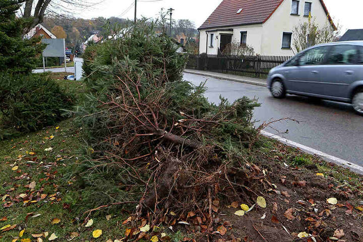 In diesem Gestrüpp endete die Flucht des betrunkenen VW-Fahrers.