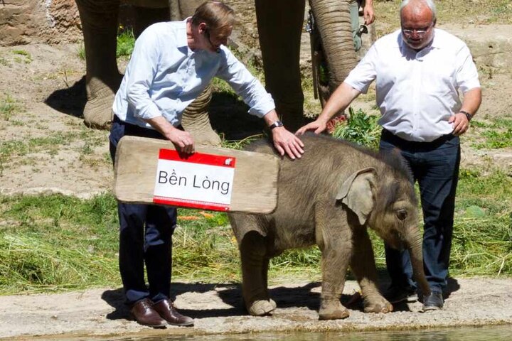 Oberbürgermeister Burkhard Jung (l.) und Zoodirektor Jörg Junhold gaben am 3. Juni den Namen des kleinen Bullen bekannt.